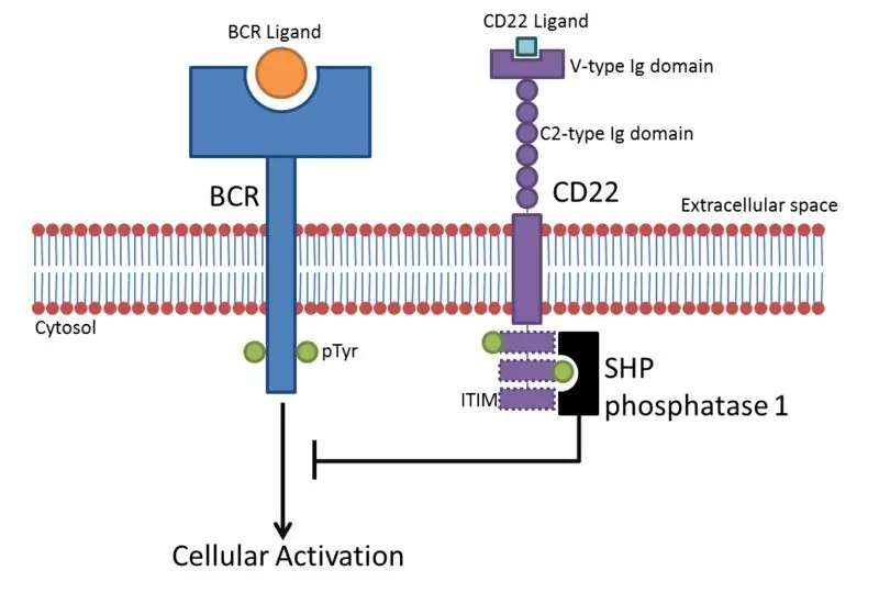 Diferença entre o receptor da célula B e o receptor da célula T