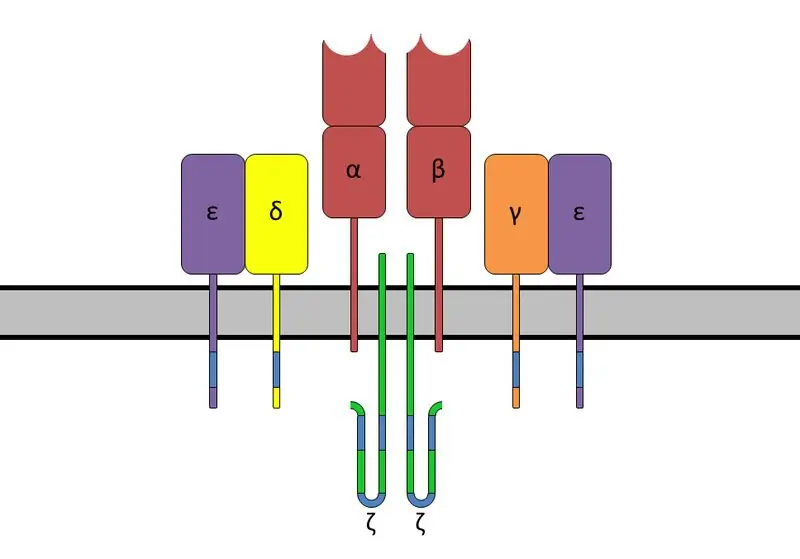 Nyckelskillnad mellan B-cellreceptor och T-cellreceptor